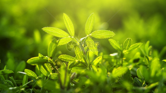 森林植物绿色叶子的自然观在花园中模糊绿背景春天有日光束射线图片