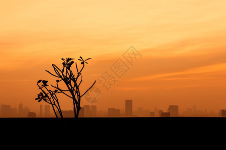 地平线黎明带有城市和日落背景的树状轮底复制空间热带图片