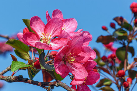 粉红苹果树与蓝天的分枝自然背景为蓝天叶子绽放美丽的图片
