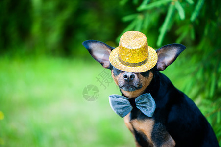 戴着帽子的狗和领结魔术师的形象马戏团艺术家自然绿色背景文字空间天朋友小狗图片
