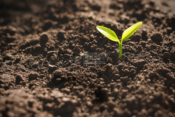 栽培的水平芽幼苗从肥沃土壤环境概念中生长图片