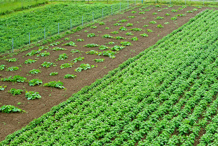 年轻的土壤在家庭花园种植蔬菜耕田地和农庄品繁多的耕地中植蔬菜豆芽图片