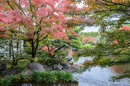 橙秋天场景在日本仁济的Kokoen花园有红绿树和池塘木日本人图片