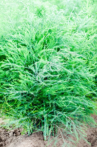 夏季在田地上露出光彩的Asparagus自然庄稼阿斯伯格图片