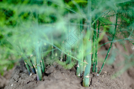自然夏季在田地上露出光彩的Asparagus农民一种图片