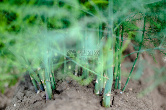 自然夏季在田地上露出光彩的Asparagus农民一种图片