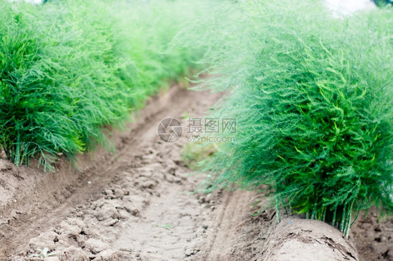 农学家细节村夏季在田地上露出光彩的Asparagus图片