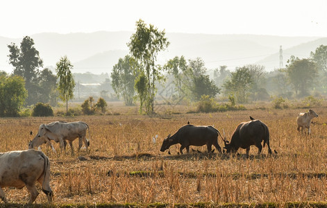 秋天日出太阳牛在落草原放牧图片