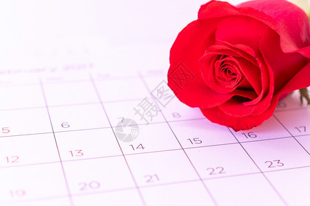 日记笔卡片历页上的单玫瑰花情人节卡概念图片