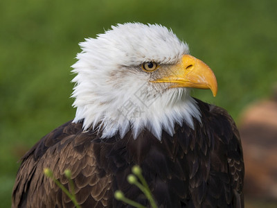 以美而闻名的秃鹰号头存在猎人物种图片