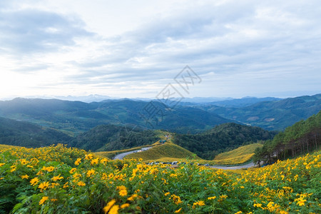 场地草山上的花朵和坡曲线沿途开花的山上长满了朵农村图片