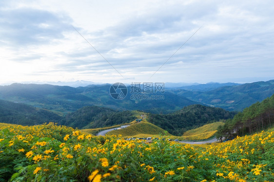 场地草山上的花朵和坡曲线沿途开花的山上长满了朵农村图片