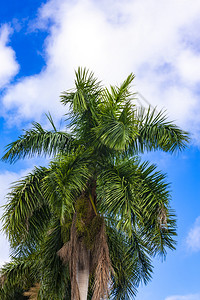 棕榈树和蓝天空绿色太阳艺术图片