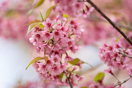 颜色户外日本人美丽的粉红樱花朵冬天泰国樱桃花朵在冬季开图片