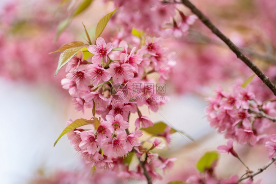 颜色户外日本人美丽的粉红樱花朵冬天泰国樱桃花朵在冬季开图片