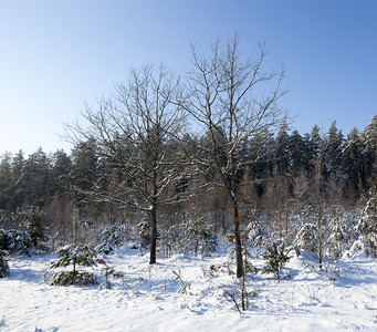 背部园景分支冬季雪在下后出现冬季的雪流在天飘动季图片