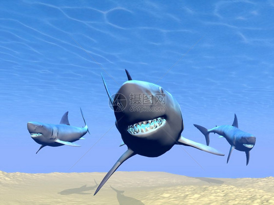 三个鲨鱼在沙子和太阳反射下游到水荒野颚牙齿图片