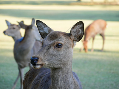 观光纳拉公园日本雅潘旅行概念中美丽的自然鹿地标京都图片