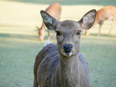 纳拉公园日本雅潘旅行概念中美丽的自然鹿花园奈良蛮横的图片