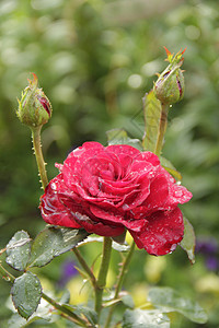 红色的植物学雨后花园里盛开的红玫瑰美丽花朵特写在园里绽放美丽的玫瑰花覆盖着夏天盛开的雨滴下图片