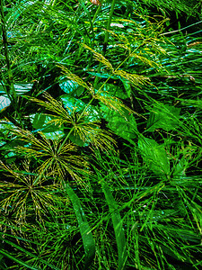 绿色草原雨后长薄的草片露什林新鲜地背景春新坪生长背景夏季植物生长背景热带植物大自然绿色天背景草树季节场地充满活力图片