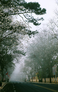 城市的早期季节清晨越南大拉特市令人惊异的景色雾中一排白花树春天寒冷带十字路口的雾街道美丽的旅行景象越南图片