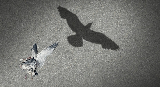 死后再生和或转世的概念作为的鸟儿给飞行海鸥蒙上阴影代表希望和信仰以之为生与死的一个比喻瓜拉纳皮死者图片