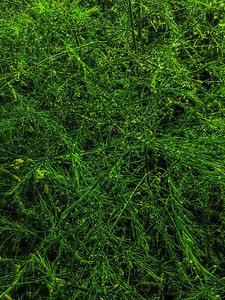 青草纹质雨后长薄的草叶绿林原新鲜地背景春种生长夏季植物绿色天然刀片夏花园图片