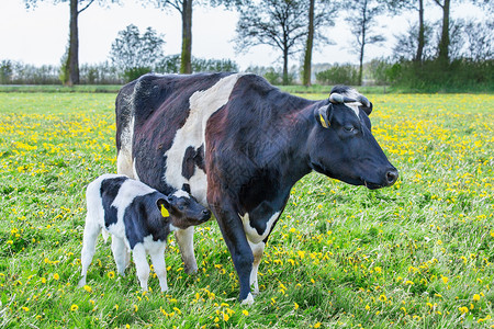 欧洲的母牛和新生幼崽站在荷兰草原上地自然图片