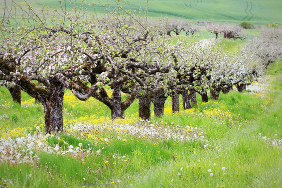 颜色绽放蕊春天开花背景美丽的自然观与盛开的苹果树春天开花背景图片