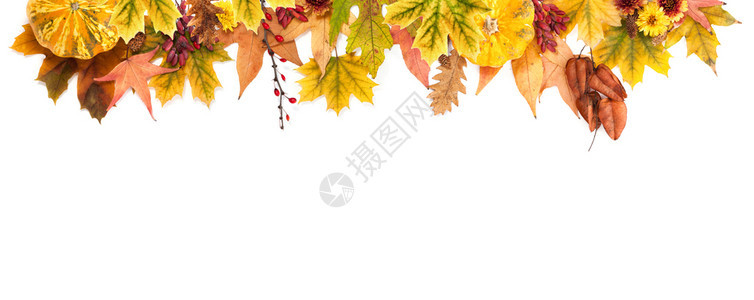 盛开的秋季野菊花背景图片