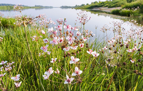 热带夏天Susak伞Butomusumbellatus池塘上的粉红色花池塘上的粉红色花Susakumbellatus景观图片