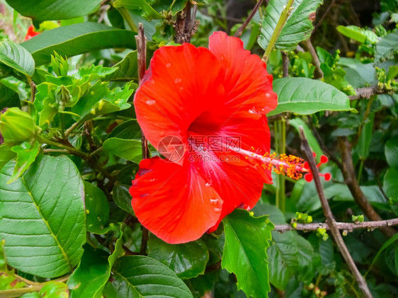 郁金香花团锦簇图片