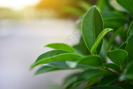 草美丽的柔软绿色植物生长近身自然没有人在大自然户外日有选择焦点美在野外白天有选择的焦点美图片