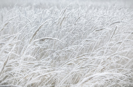 干燥乡村的天冷冻草本背景软选择焦点模糊的面冬季背景模糊的过冬背景图片