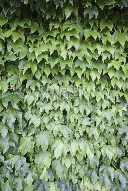 天户外有质感的绿色常春藤长墙绿色植物和图片