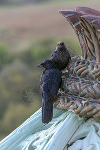 黑色的南非乌鸦物种之一清道夫羽毛图片