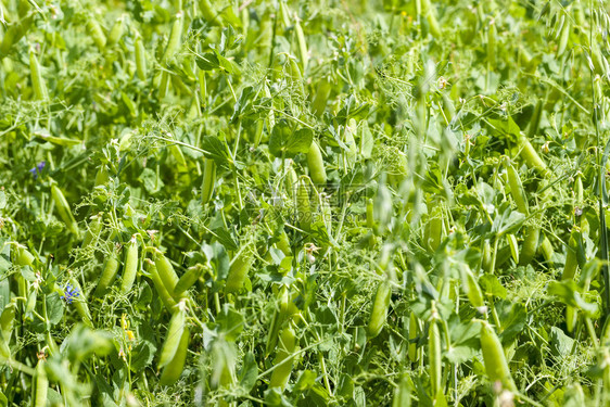 植被营养丰富食物田地种植绿甜豆用于烹饪罐子夏季在树枝上播梨子用绿色甜豌豆耕种图片