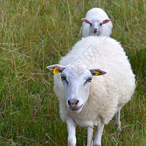 在草原上的白羊甜牛牧人图片