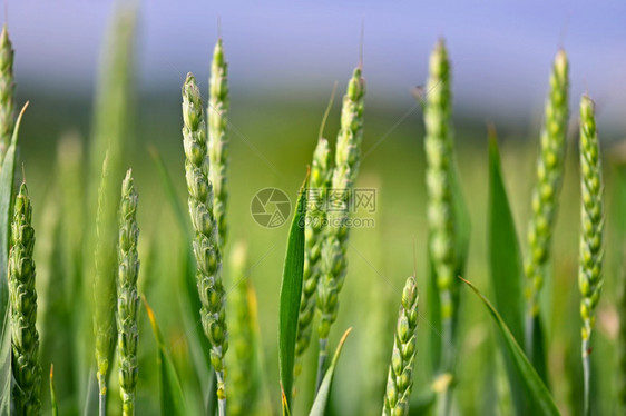 天气植物农村美丽地紧贴着青的绿玉米色彩多的自然背景图片
