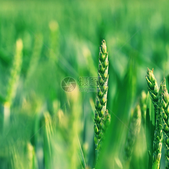 美丽地紧贴着青的绿玉米色彩多的自然背景农田草原有机的图片