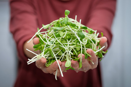 食物向日葵沙拉以粮食促进健康组织WoodforHealth图片