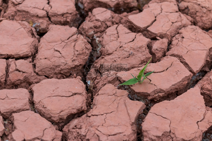 全球的最后一棵树背景的干裂土纹理天气黏图片