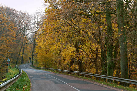 秋季森林中道路图片