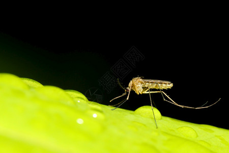 毛茸蚊子绿叶上贴虫疟疾图片