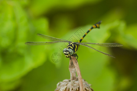 野生动物蜻蜓图片