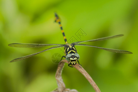 绿色蜻蜓黄龙飞在树枝上美丽的自然夏天图片