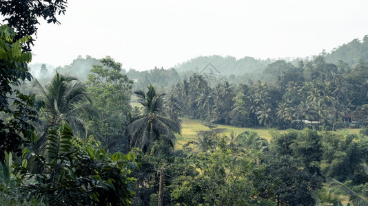 加勒斯里兰卡Galle农村庄贝比迪热带气候和高山远水稻田地景象高山一种森林图片
