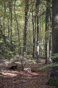 流动的木头草德国巴本特海姆的秋季森林图片