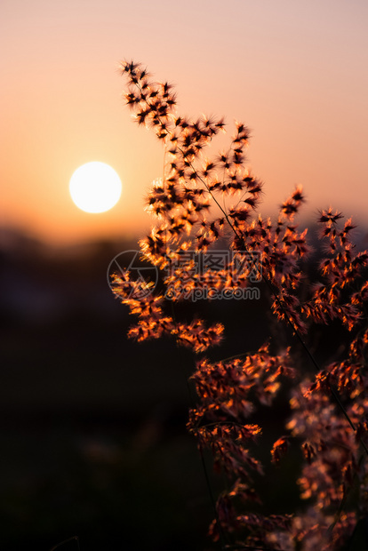 美丽的自然风景多彩阳光和下热带草的红花田日落时太阳下的红花和日落时在草原上的阳光夏季自然背景的温暖橙色为夏日棕落时晒野花草中的太图片